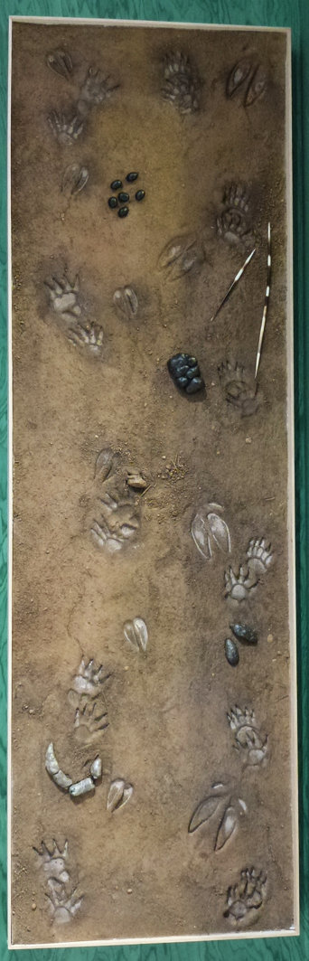 Museo della biodiversità - Pannello impronte