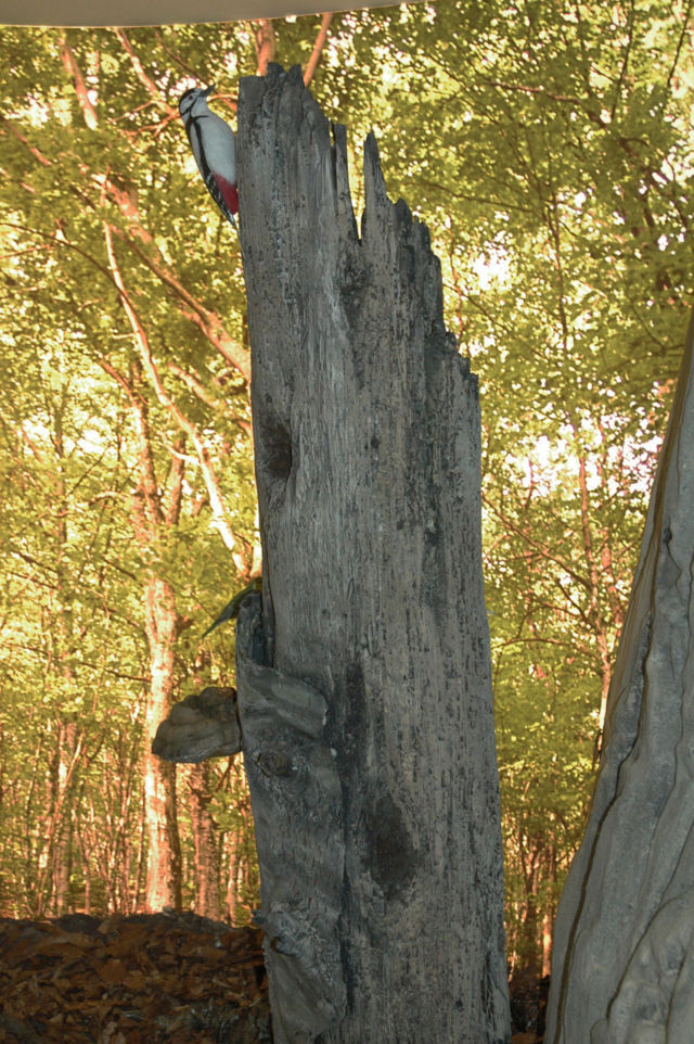 Il tronco nel diorama del Lupo Appenninico